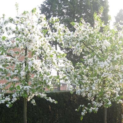 Malus baccata 'Professor Sprenger' - 