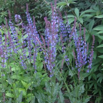 Salvia x sylvestris 'Dear Anja'