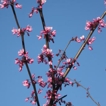 Cercis canadensis 'Forest Pansy'