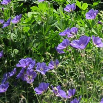 Geranium 'Orion'