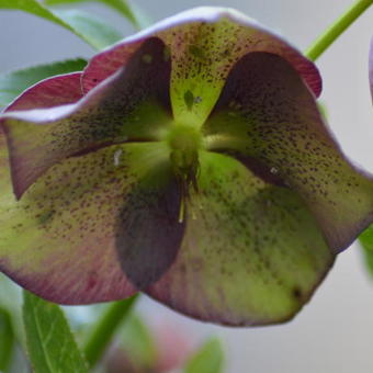 Helleborus orientalis