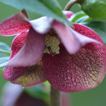 Helleborus orientalis