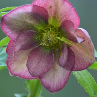 Helleborus orientalis