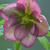 Helleborus orientalis