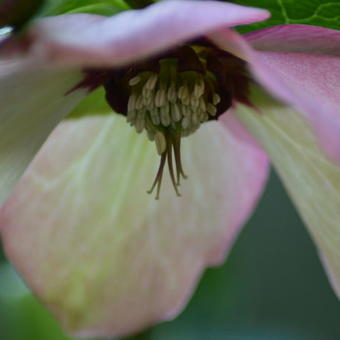 Helleborus orientalis