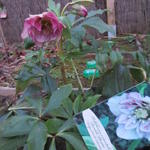 Helleborus orientalis 'Double Picotee' - 