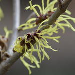 Hamamelis x intermedia 'Pallida' - 