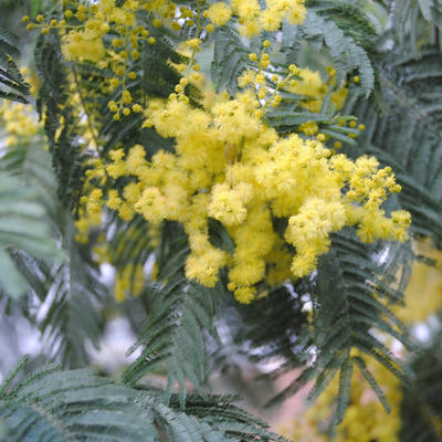 Acacia dealbata - 