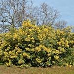 Acacia dealbata - Silber-Akazie