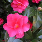 Camellia japonica 'Chandleri Elegans' - 