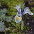 Iris 'Katharine Hodgkin'