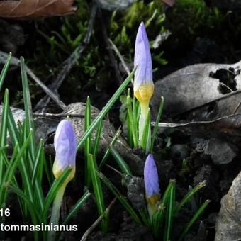 Crocus tommasinianus