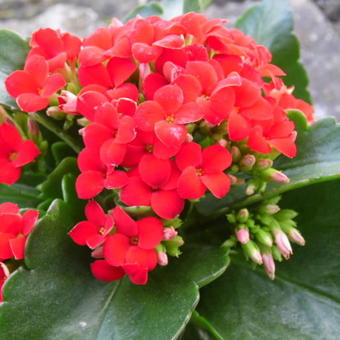 Kalanchoë blossfeldiana