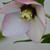 Helleborus orientalis