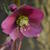 Helleborus x nigercors 'Anna's Red'