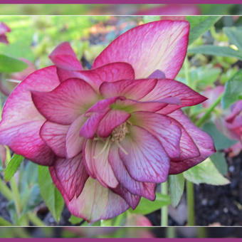 Helleborus orientalis 'DOUBLE ELLEN'-serie