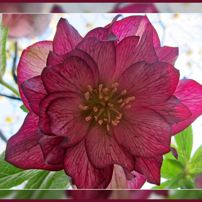 Helleborus orientalis 'DOUBLE ELLEN'-serie - 