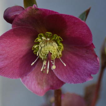 Helleborus x nigercors 'Anna's Red'