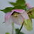 Helleborus orientalis