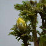 Adonis amurensis 'Fukujukai' - 