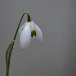 Galanthus woronowii - Woronow-Schneeglöckchen