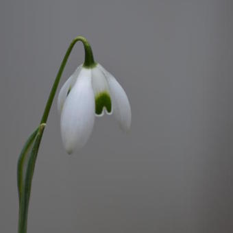 Galanthus woronowii