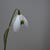 Galanthus woronowii