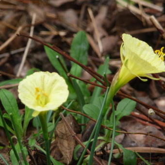 Narcissus romieuxii 'Julia Jane'