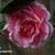 Camellia japonica