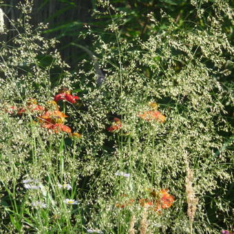 Deschampsia cespitosa  'Goldschleier'