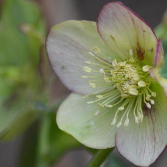 Helleborus orientalis