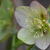 Helleborus orientalis