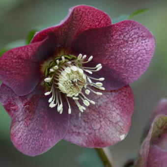 Helleborus orientalis