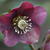 Helleborus orientalis