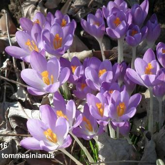 Crocus tommasinianus