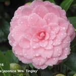 Camellia japonica 'Mrs. Tingley' - 