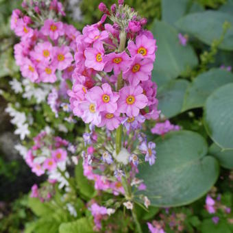 Primula x bulleesiana