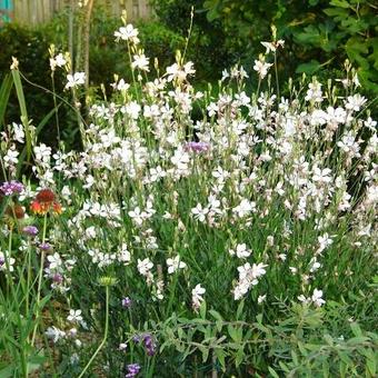 Gaura lindheimeri 'Whirling Butterflies'