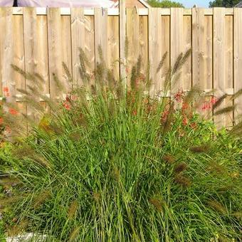 Pennisetum