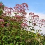 Eupatorium purpureum - 