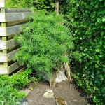 Sambucus nigra f. laciniata - 