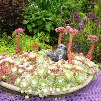 Sempervivum