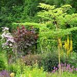 Aralia elata - ARALIE AILÉE, ANGELIQUE DU JAPON,