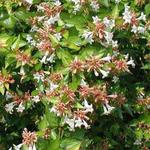 Abelia x grandiflora 'Francis Mason' - Abelia x grandiflora 'Francis Mason'