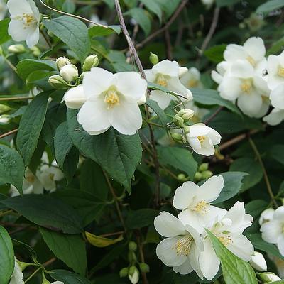 Philadelphus coronarius - Europäischer Pfeifenstrauch - Philadelphus coronarius