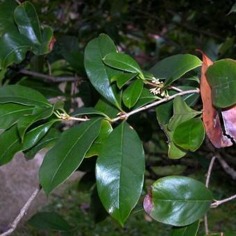 Osmanthus fragrans 'Rixianggui'