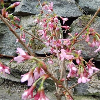 Prunus 'Okame'