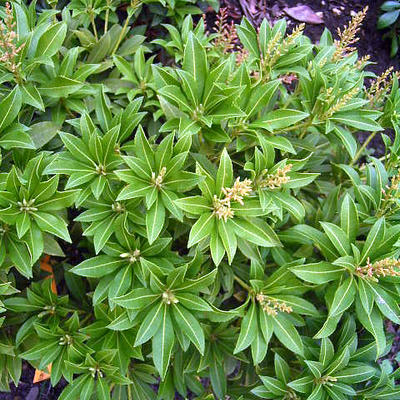 Pieris japonica 'Debutante' - Pieris japonica 'Debutante'