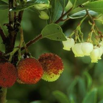 Arbutus unedo