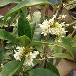 Osmanthus fragrans - Süße Duftblüte - Osmanthus fragrans